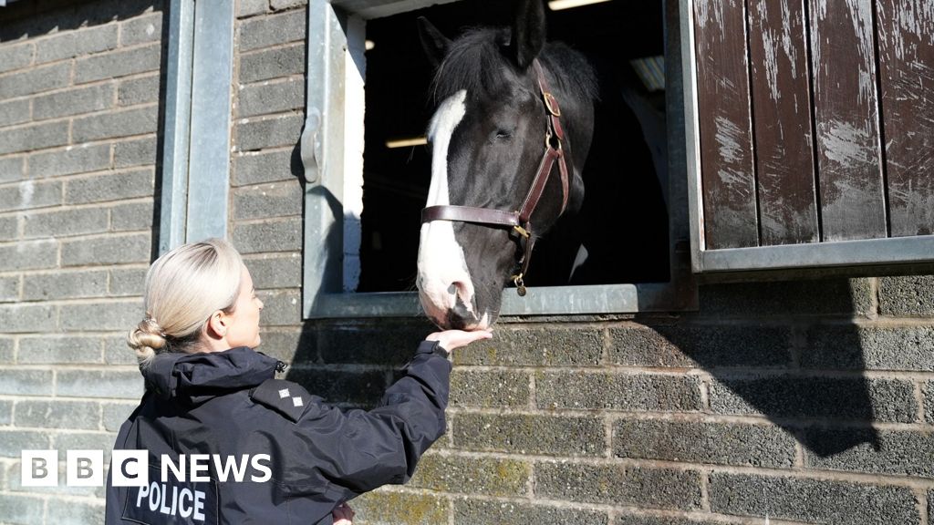 Watch: Training police horses to help deal with public disorder