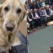 'Well it was a long speech': MP Steve Darling's guide dog Jennie leaves people in hysterics as she snoozes her way through Rachel Reeves's budget announcement