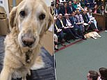 'Well it was a long speech': MP Steve Darling's guide dog Jennie leaves people in hysterics as she snoozes her way through Rachel Reeves's budget announcement