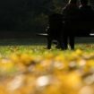 Goldene Herbsttage mit milden Temperaturen stehen in Berlin und Brandenburg an. (Archivfoto) Foto: Sebastian Christoph Gollnow/d