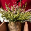 Balkon bepflanzen, aber richtig: Eine Winterheide wird in einen Blumenkasten gesetzt