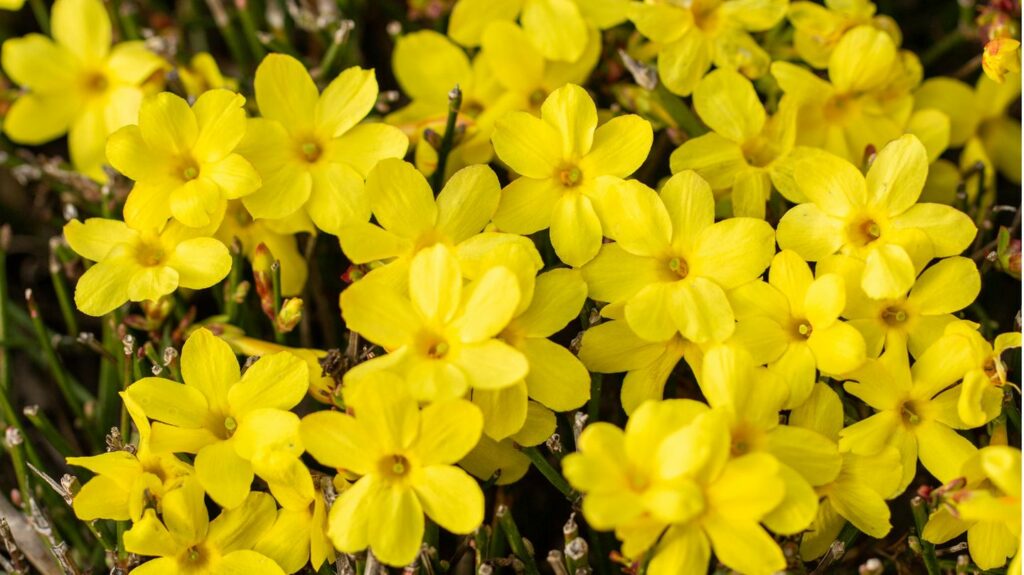 Jasminum nudiflorum, Winter-Jasmin