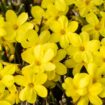 Jasminum nudiflorum, Winter-Jasmin