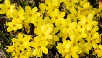 Jasminum nudiflorum, Winter-Jasmin