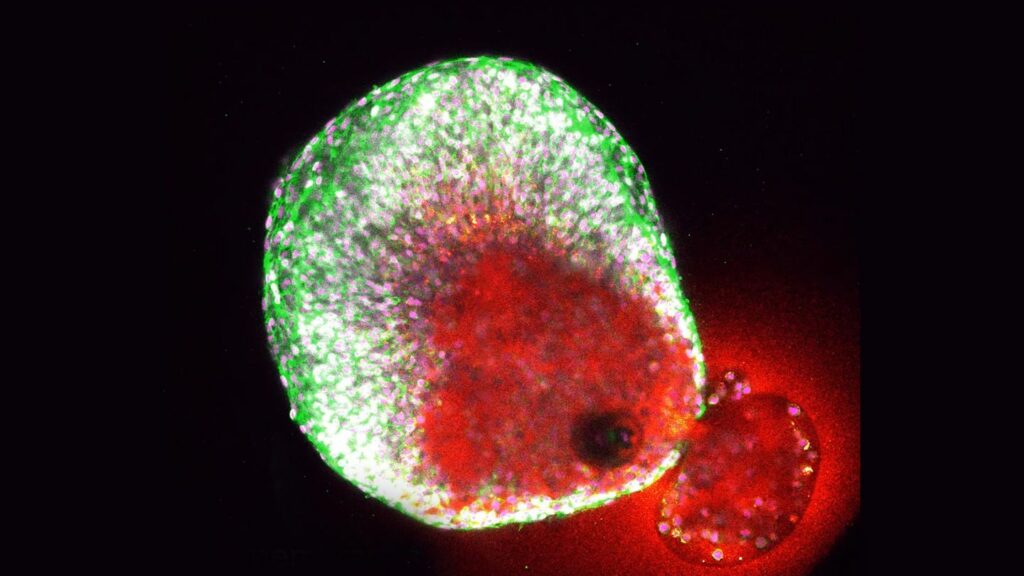 Wissenschaftliche Sensation: Erstmals Eisprung in Echtzeit gefilmt