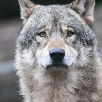 In Ostsachsen haben Behörden einen Wolf zum Abschuss freigegeben, nachdem er eine Vielzahl von Nutztieren gerissen hat (Symbolbi