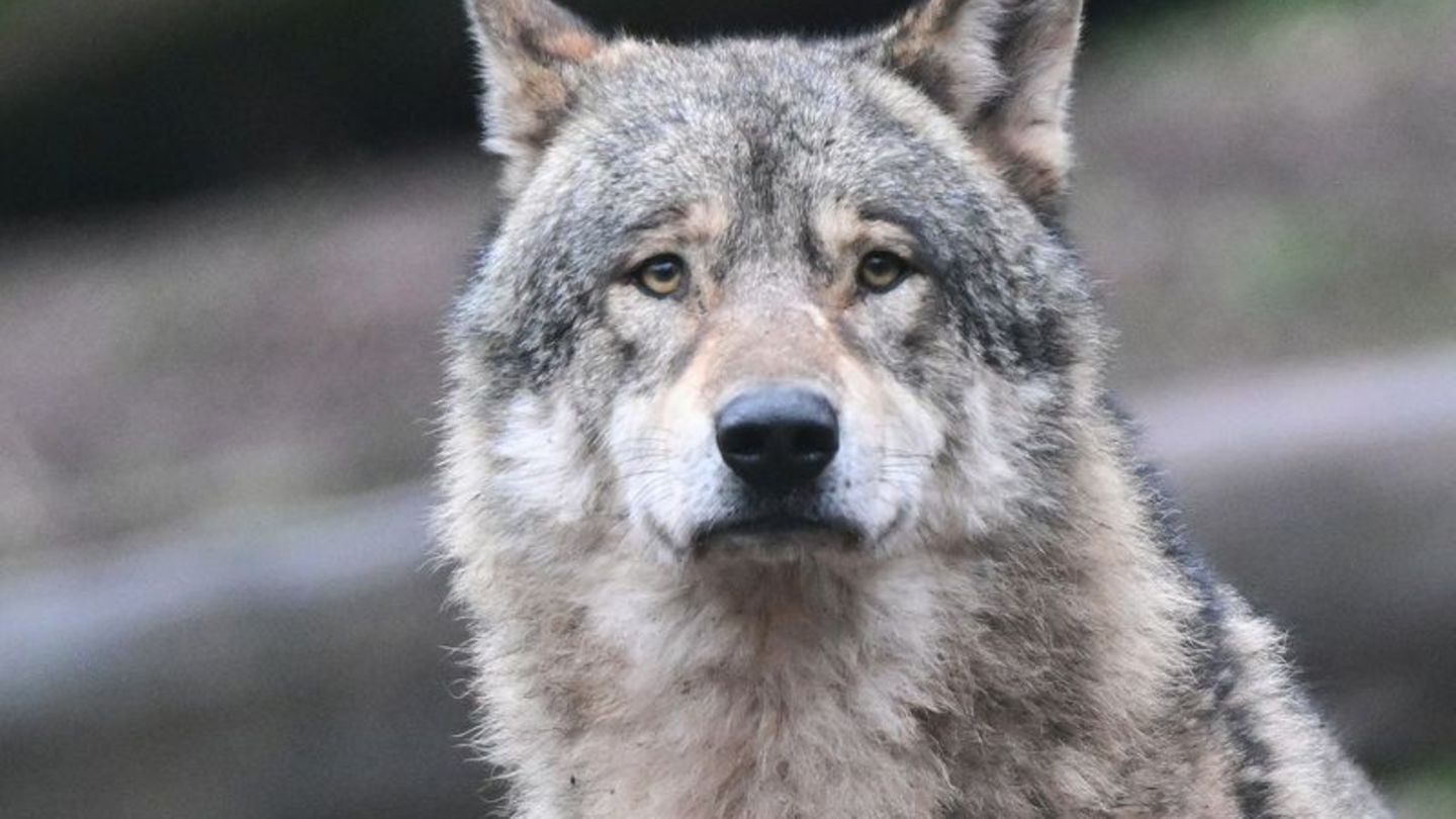 In Ostsachsen haben Behörden einen Wolf zum Abschuss freigegeben, nachdem er eine Vielzahl von Nutztieren gerissen hat (Symbolbi