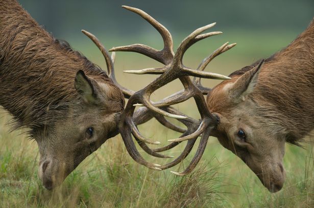 Woman rushed to hospital after getting 'trapped' between two fighting stags