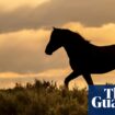 Wyoming rangers stop blowing up dead horses due to wildfire risk