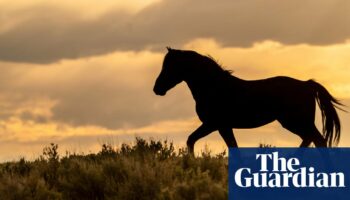 Wyoming rangers stop blowing up dead horses due to wildfire risk