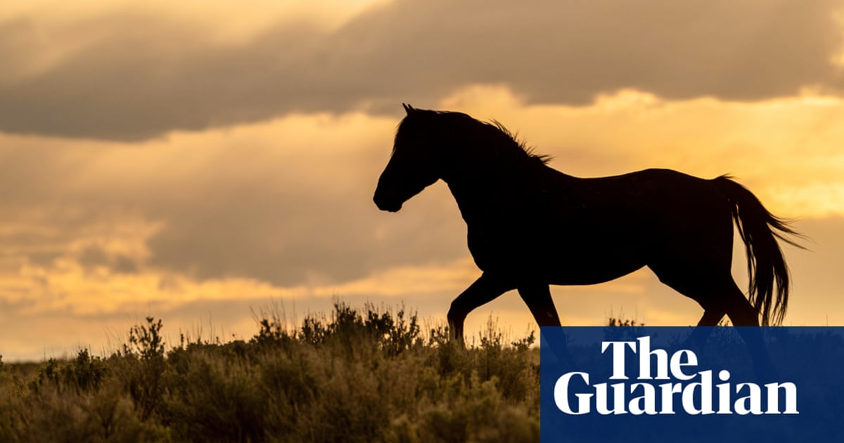 Wyoming rangers stop blowing up dead horses due to wildfire risk