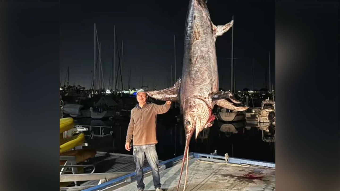 XXL-Fang: Fischer zieht Rekord-Schwertfisch aus dem Meer