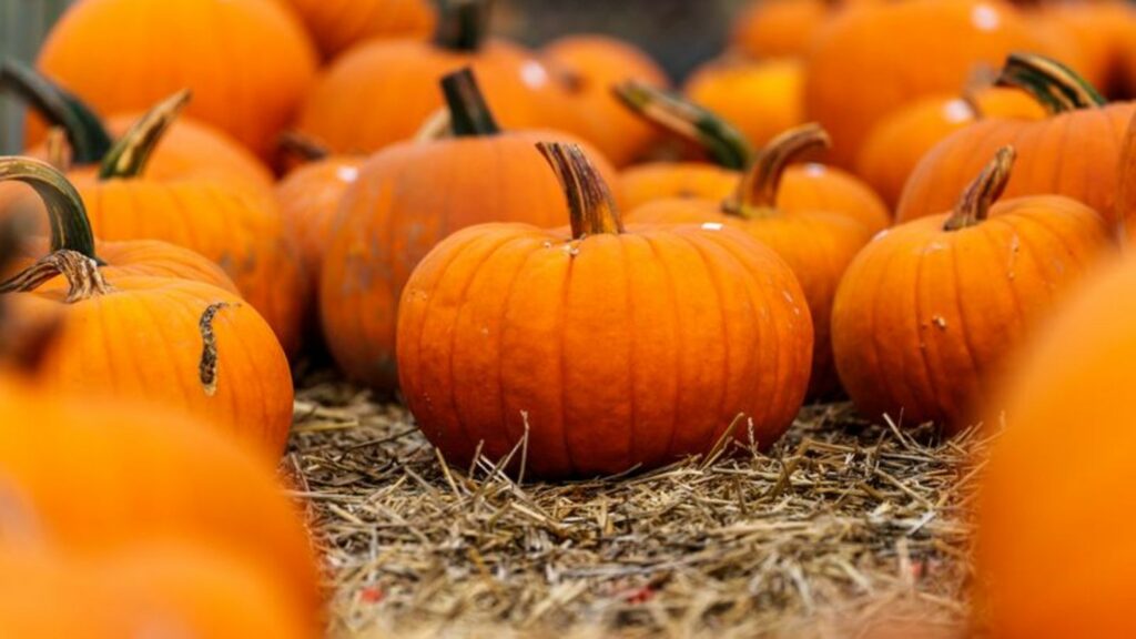 Kürbisse sind gerade zu Halloween sehr gefragt. Foto: Andreas Arnold/dpa