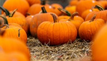 Kürbisse sind gerade zu Halloween sehr gefragt. Foto: Andreas Arnold/dpa