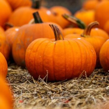 Kürbisse sind gerade zu Halloween sehr gefragt. Foto: Andreas Arnold/dpa