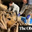 ‘Bodies were dropped down quarry shafts’: secrets of millions buried in Paris catacombs come to light