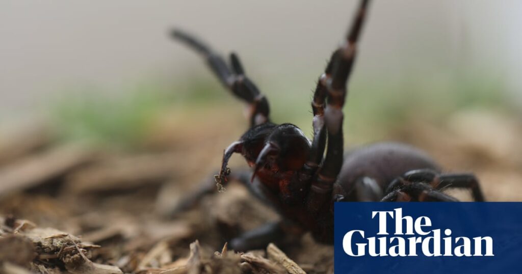 ‘Learn how to safely catch funnel-webs’: Sydneysiders tasked with hunt for venom as spiders’ breeding season begins