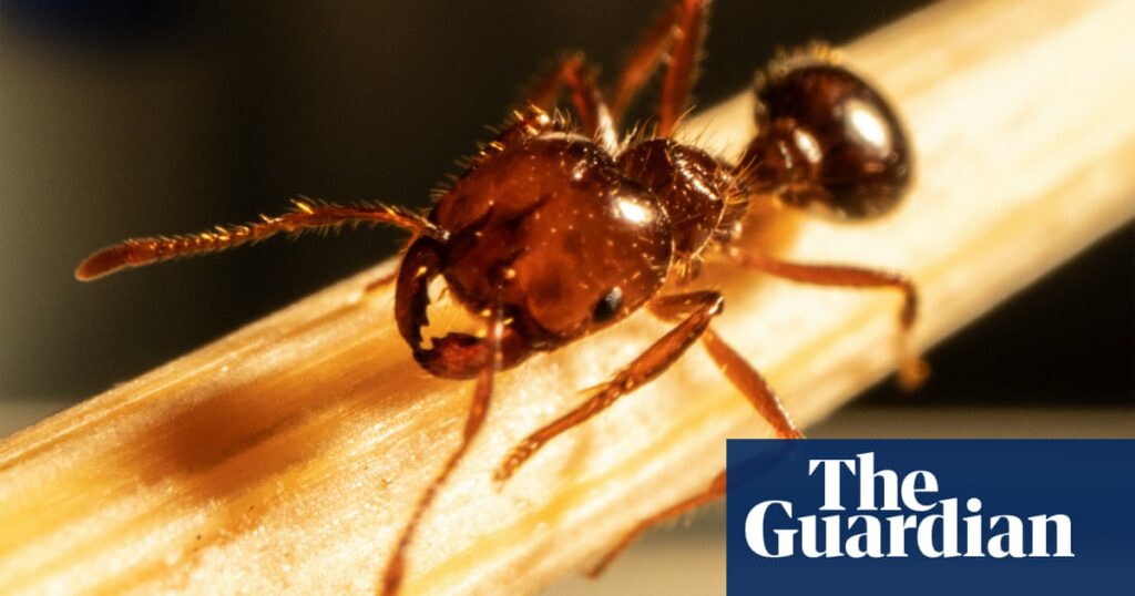 ‘One of the world’s worst super pests’: fire ants escape Queensland in ‘treated turf’ brought into NSW