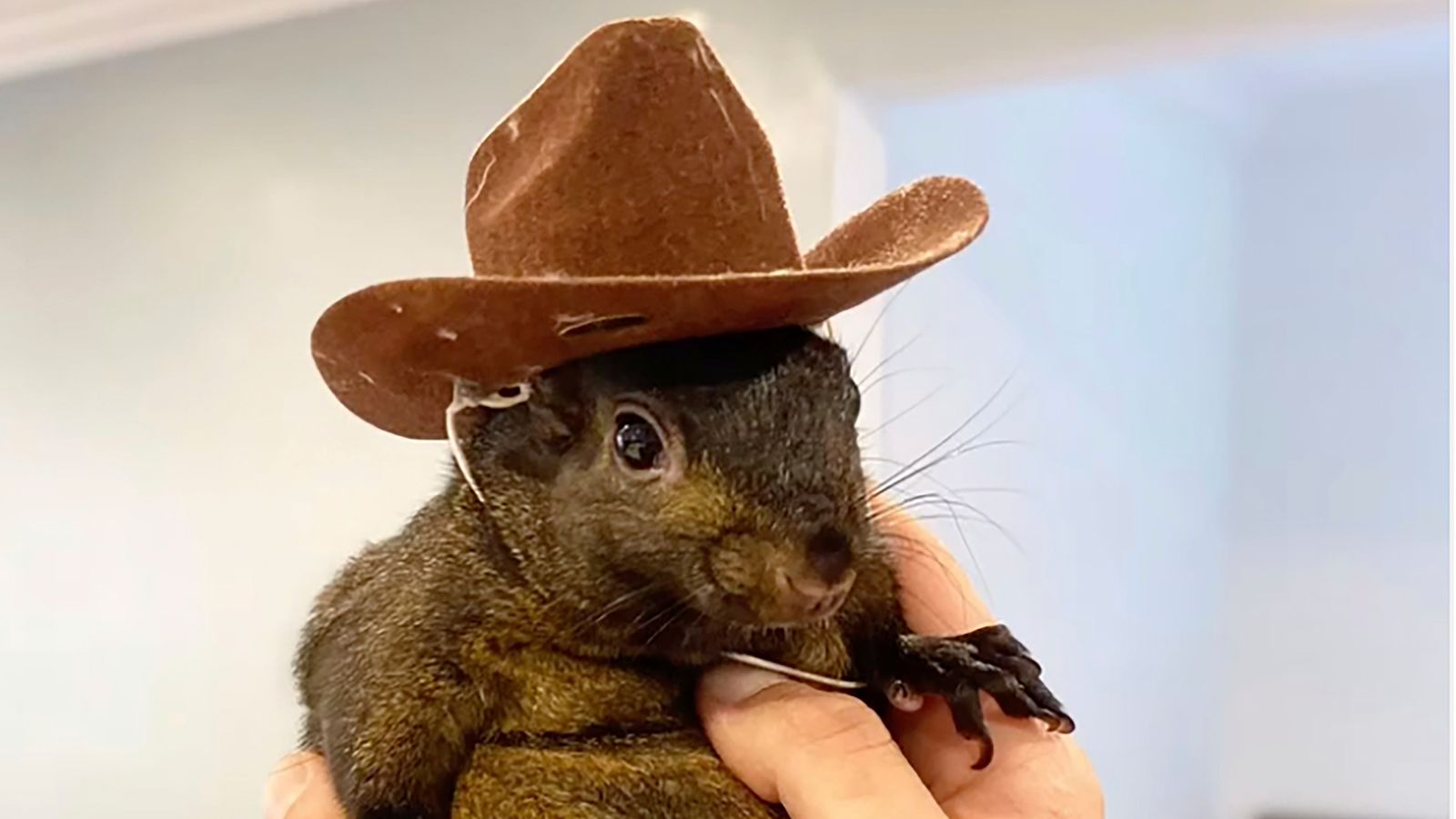 Social media star squirrel seized in New York raid