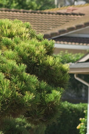 Il ne faut surtout pas approcher ou toucher cette petite bête - elle est de retour dans les jardins