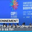 La COP16 sur la biodiversité touche à sa fin mais pas de texte final en vue