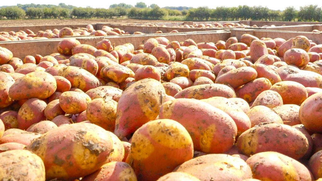 Could 'Finding Nemo' potato be Britain's 'ultimate roasting spud'?