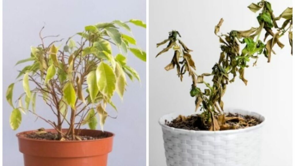 Cette épice peut redonner vie à vos plantes en pot malades ou desséchées - c'est magique