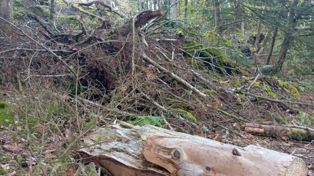 "Si les chevreuils ne les mangent pas, ce sera le futur de la forêt" : en Bretagne, un an après la tempête Ciaran, la nature renaît