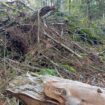 "Si les chevreuils ne les mangent pas, ce sera le futur de la forêt" : en Bretagne, un an après la tempête Ciaran, la nature renaît