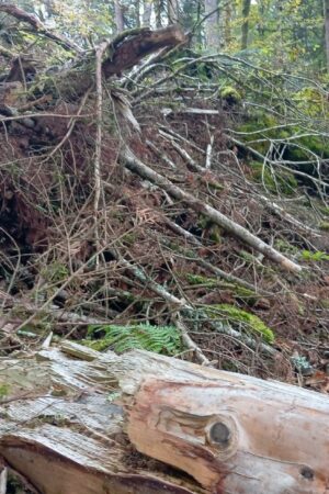 "Si les chevreuils ne les mangent pas, ce sera le futur de la forêt" : en Bretagne, un an après la tempête Ciaran, la nature renaît