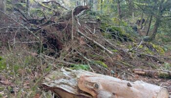 "Si les chevreuils ne les mangent pas, ce sera le futur de la forêt" : en Bretagne, un an après la tempête Ciaran, la nature renaît