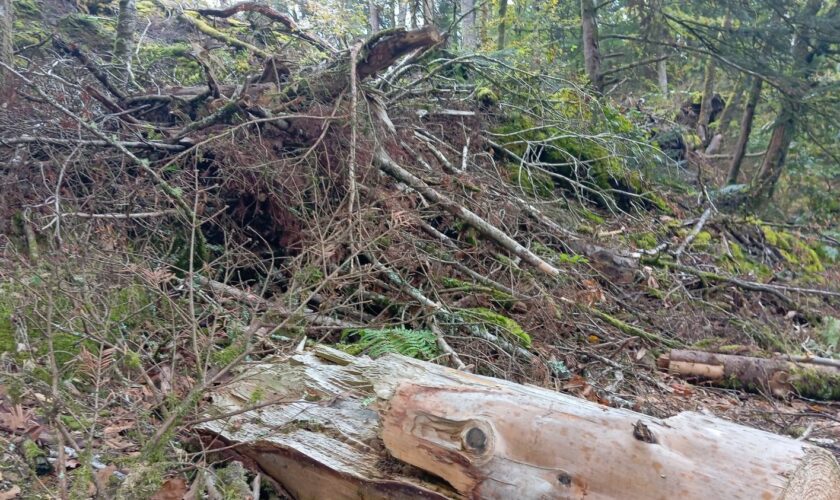 "Si les chevreuils ne les mangent pas, ce sera le futur de la forêt" : en Bretagne, un an après la tempête Ciaran, la nature renaît