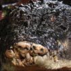 Cassius the crocodile at the Marineland Melanesia on Green Island, in Cairns, Australia. Pic: Reuters