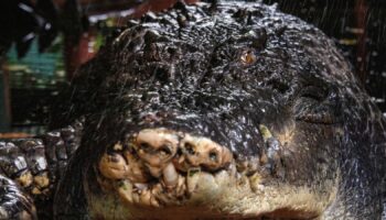 Cassius the crocodile at the Marineland Melanesia on Green Island, in Cairns, Australia. Pic: Reuters