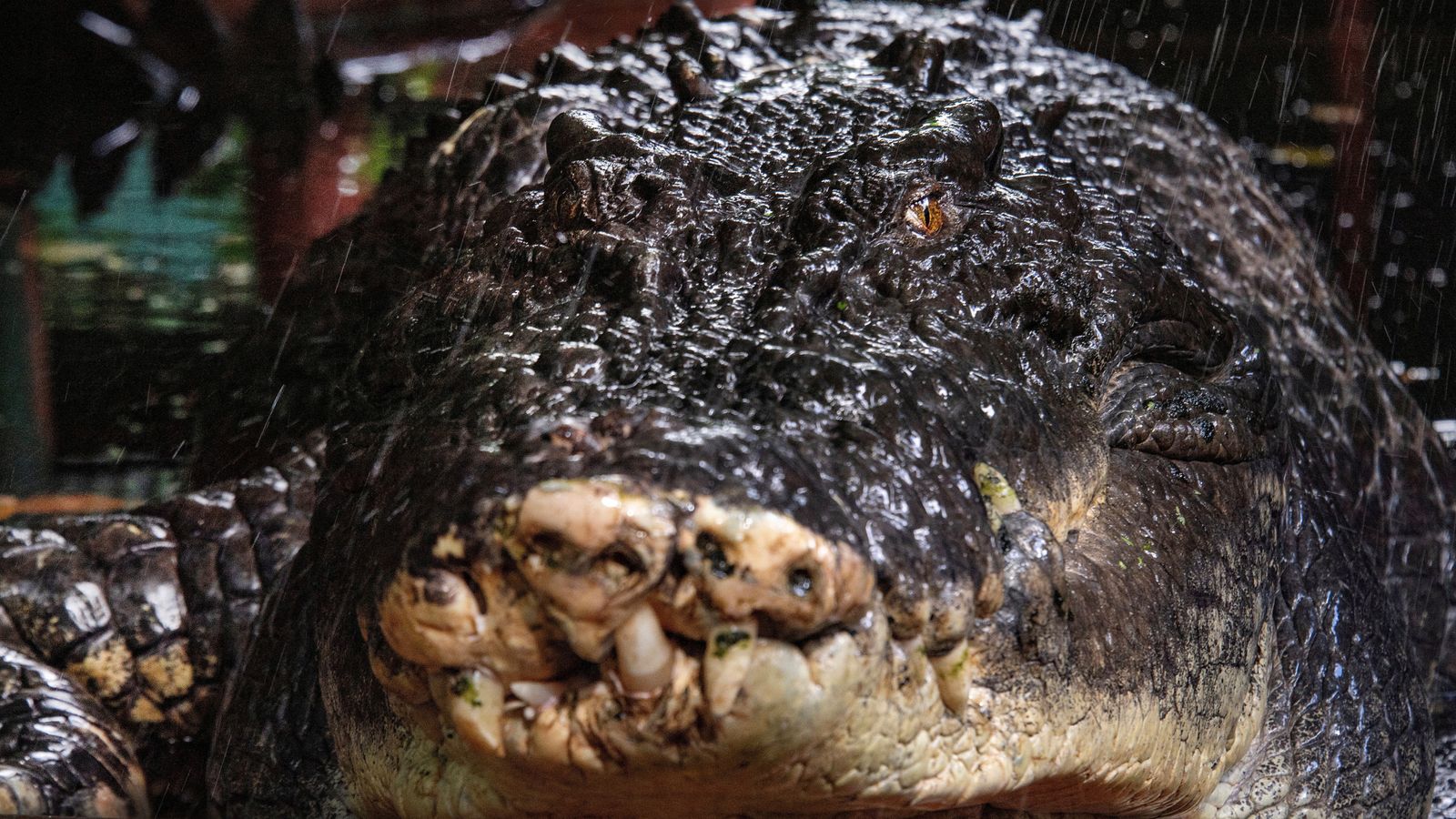 Cassius the crocodile at the Marineland Melanesia on Green Island, in Cairns, Australia. Pic: Reuters