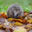 Bornavirus: Behörden in Bayern warnen vor Bornavirus