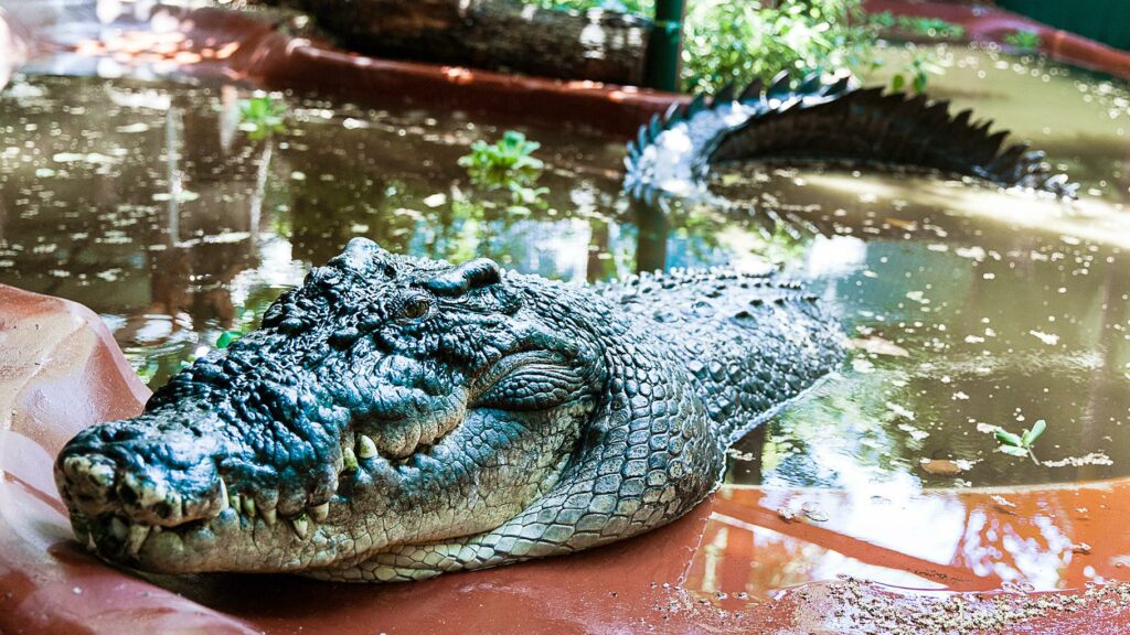 Cassius, le plus grand crocodile du monde en captivité est mort en Australie