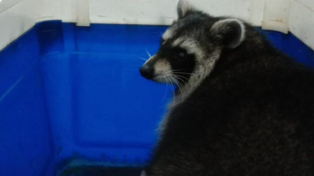 One of four racoons missing from the zoo on the Isle of Wight. Pic: Amazon World Zoo Park/PA