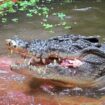 «Un membre chéri de notre famille» : Cassius, le plus grand crocodile en captivité du monde, est mort en Australie