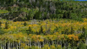 “Pando” : le plus grand organisme vivant du monde serait aussi le plus vieux