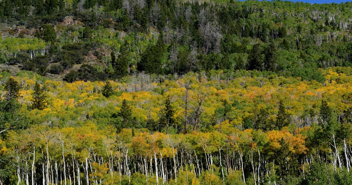 “Pando” : le plus grand organisme vivant du monde serait aussi le plus vieux