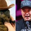 Why is Elon Musk obsessed with a euthanized pet squirrel?