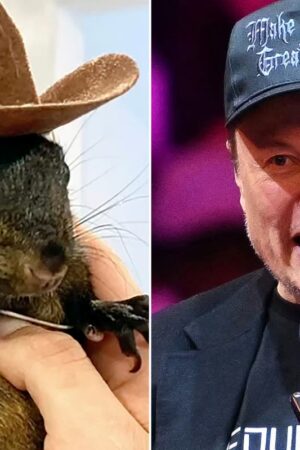 Why is Elon Musk obsessed with a euthanized pet squirrel?