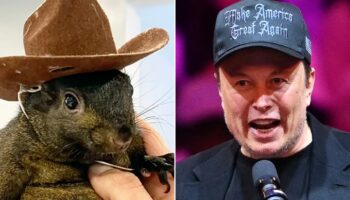 Why is Elon Musk obsessed with a euthanized pet squirrel?