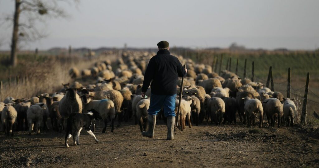 Un berger mène son cheptel d'agneaux prés-salés vers un nouveau lieu de pâture, le 6 mars 2015 à Roz-sur-Couesnon en Bretagne