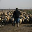 Un berger mène son cheptel d'agneaux prés-salés vers un nouveau lieu de pâture, le 6 mars 2015 à Roz-sur-Couesnon en Bretagne