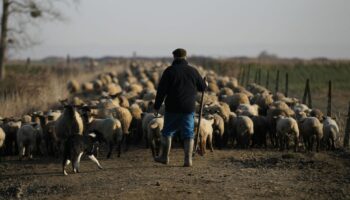 Un berger mène son cheptel d'agneaux prés-salés vers un nouveau lieu de pâture, le 6 mars 2015 à Roz-sur-Couesnon en Bretagne