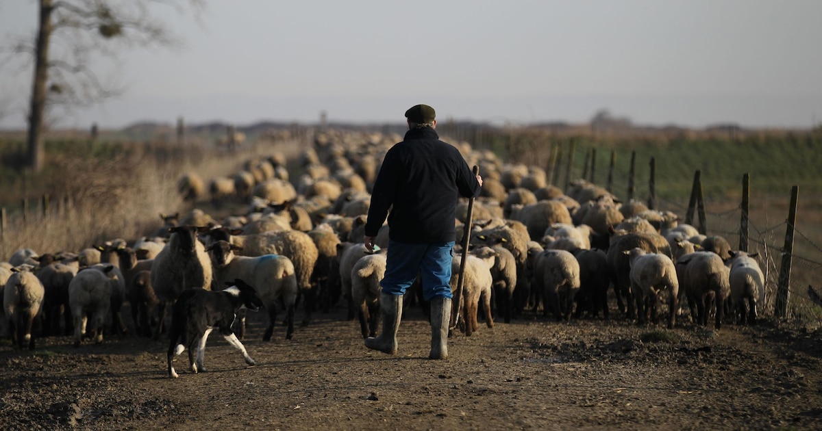 Un berger mène son cheptel d'agneaux prés-salés vers un nouveau lieu de pâture, le 6 mars 2015 à Roz-sur-Couesnon en Bretagne