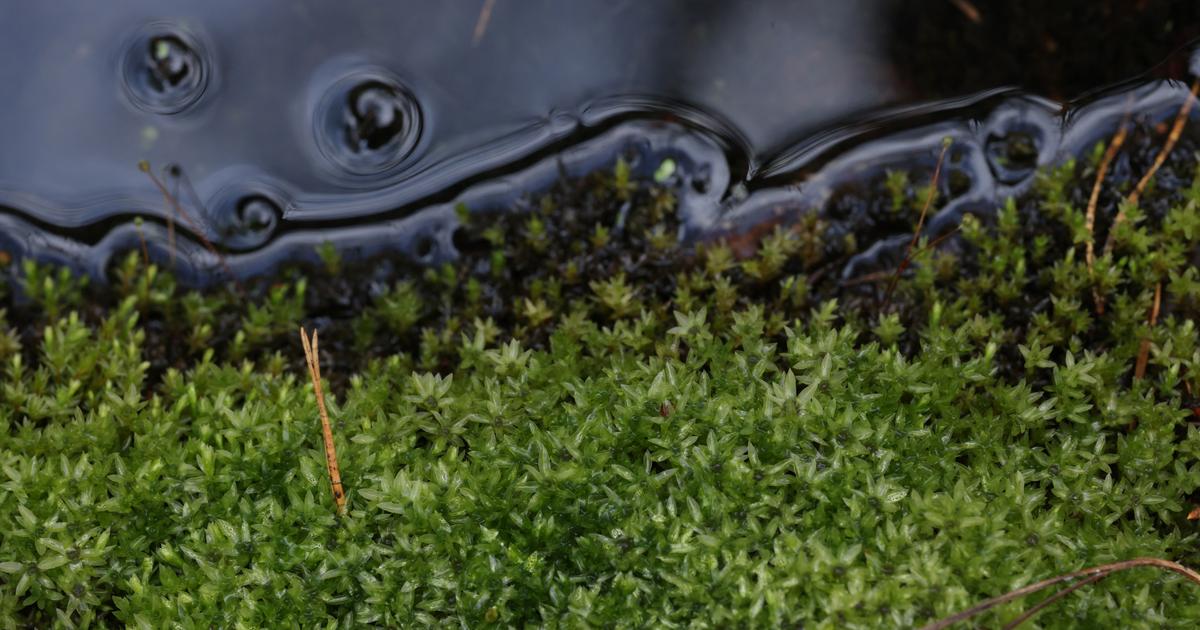 Pic de méthane dans l’atmosphère : et si c’était la faute des microbes ?