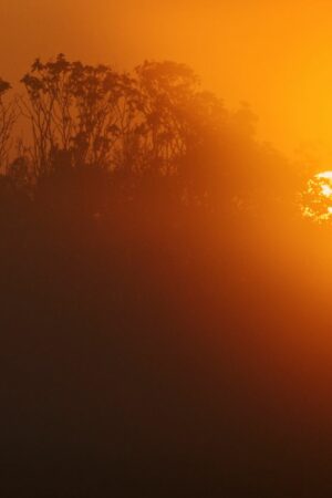 Crise climatique : l'année 2024 sera la plus chaude jamais enregistrée et la première à dépasser 1,5°C de réchauffement, selon l'observatoire Copernicus